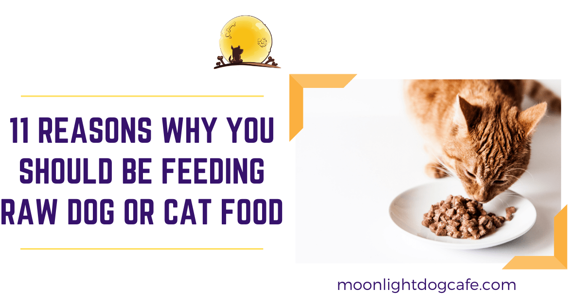 Benefits of Feeding Raw Dog/ cat Food