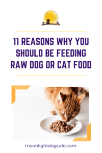 Benefits of Raw Cat Food