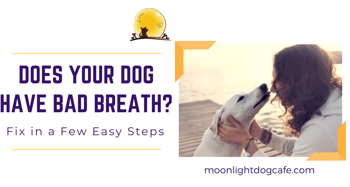 how to fix your dog's bad breath