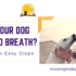 how to fix your dog's bad breath