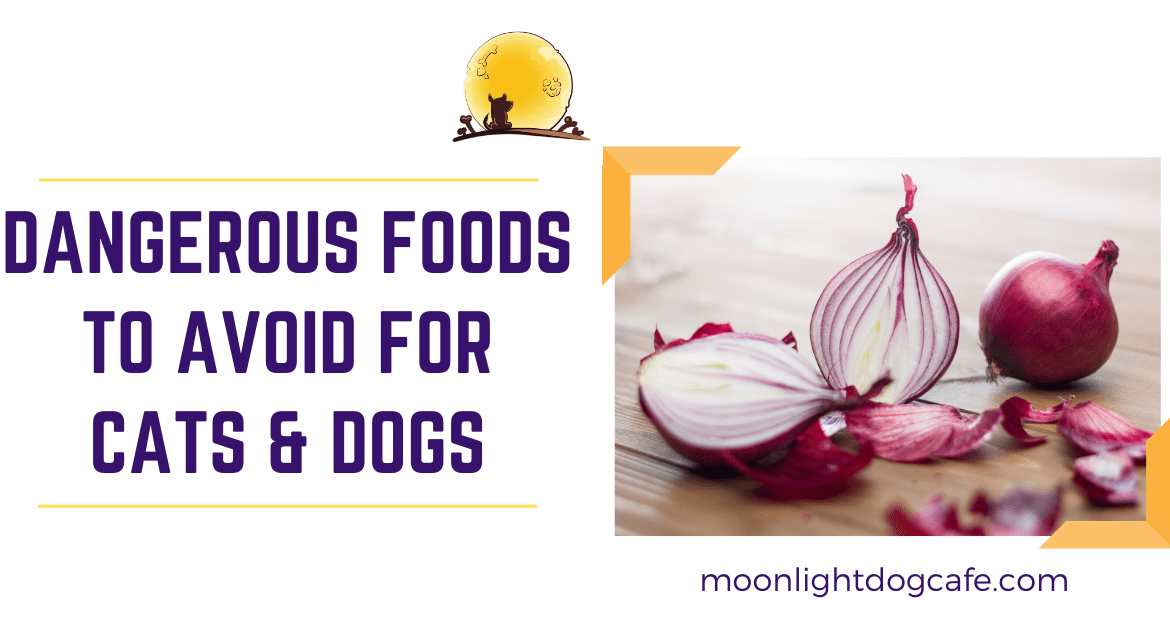 Foods for dogs and cats to avoid