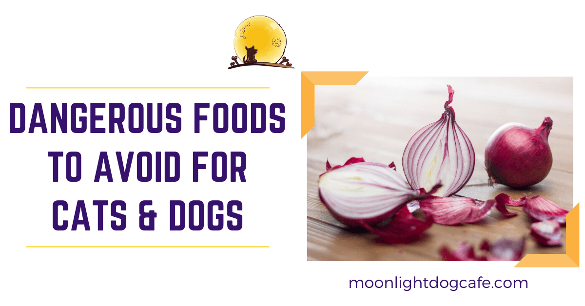 10 Most Dangerous Foods that Dogs Cats Should Avoid Eating