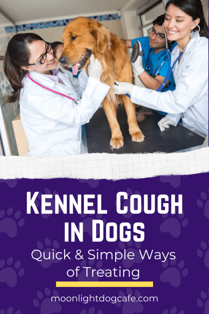 How to treat Kennel Cough in Dogs at Home