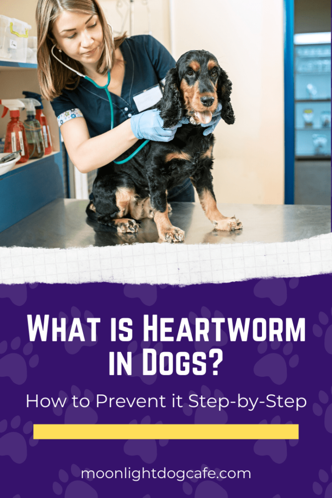 how to prevent heartworm in dogs