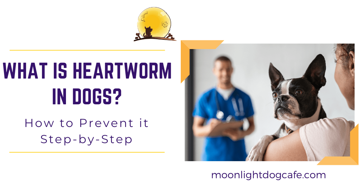 Natural Steps to prevent heartworm in dogs