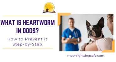 Natural Steps to prevent heartworm in dogs