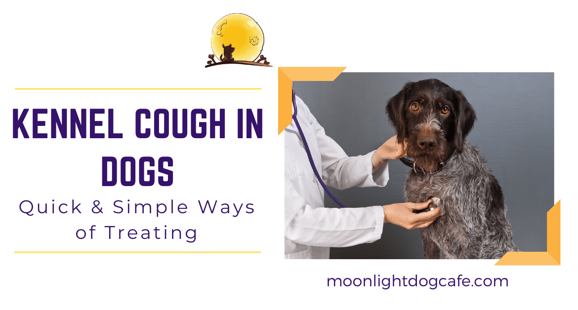 Natural ways to cure kennel cough hotsell