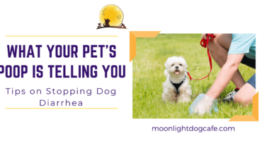 Stopping dog or cat diarrhea