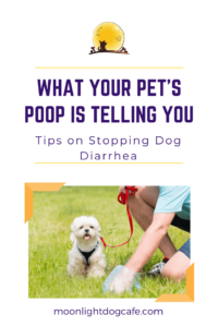 Tips on stopping dog diarrhea