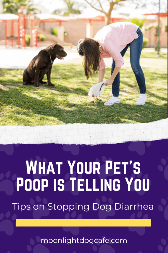 stopping dog diarrhea