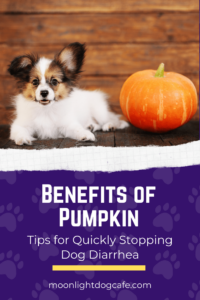 Pumpkin helps stop dog diarrhea