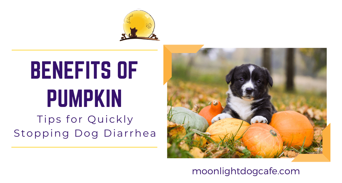 Benefits of Pumpkin Tips for quickly stopping dog diarrhea