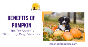 pumpkin stops dog diarrhea