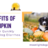 pumpkin stops dog diarrhea