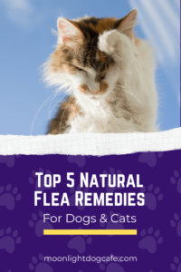 how to prevent fleas for dogs and cats