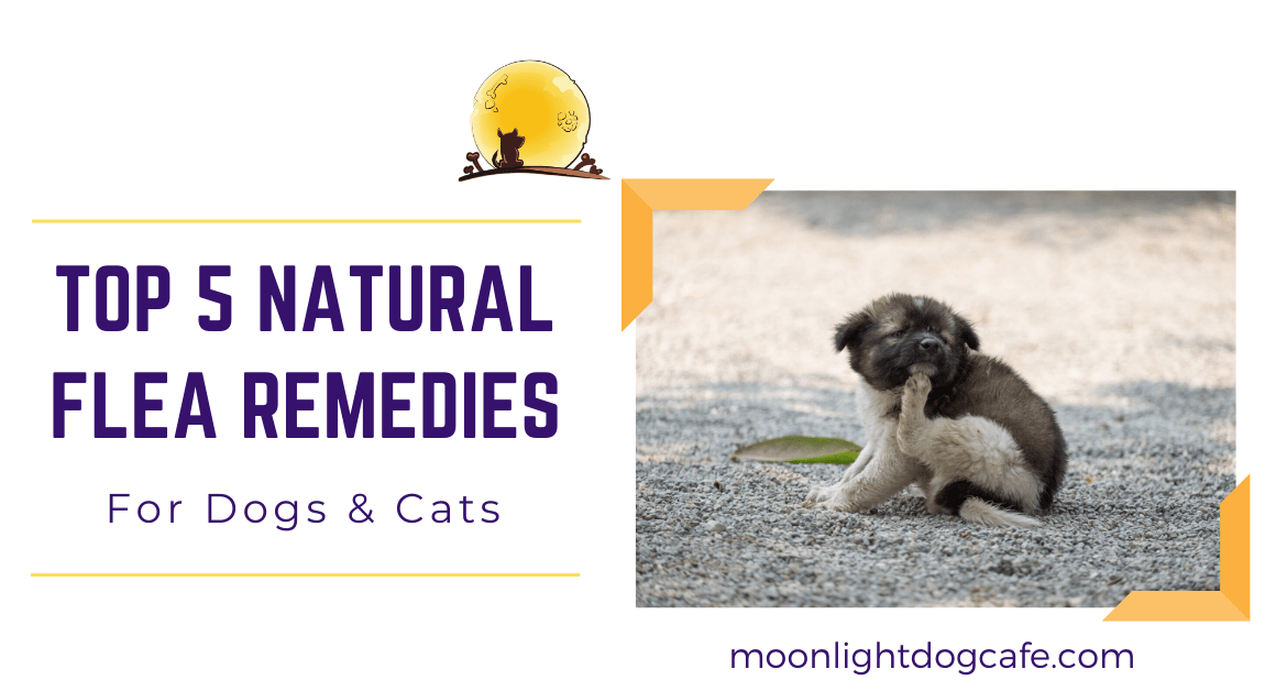 Natural flea remedies for dogs