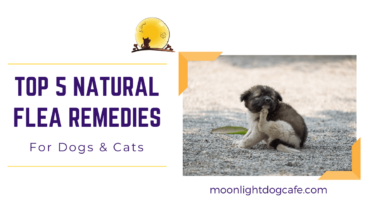 Natural flea remedies for dogs