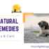 Natural flea remedies for dogs