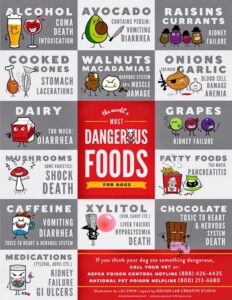 The World's most dangerous foods for dogs