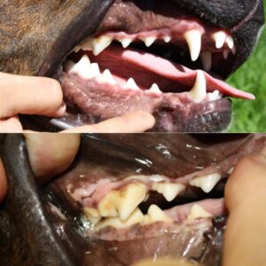 Dog fed raw and then put on kibbles. Dog's teeth on kibbles in bottom picture