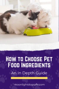 how to choose pet food for cats and dogs