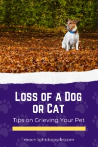 Grieving for the loss of a cat or dog