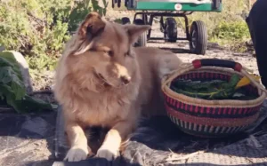 Dog on a farm beside fresh produce