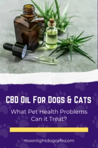 Distilled CBD oil for dogs and cats and picture of hemp. 