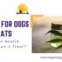 CBD oil for dogs Canada with hemp plant