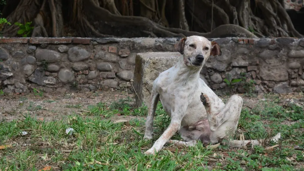 A dog scratching itself