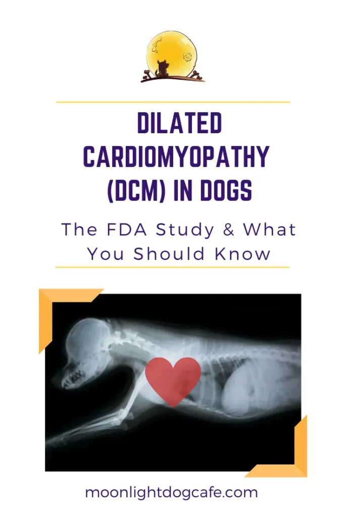 Dilated Cardiomyopathy in dogs or dog heart disease