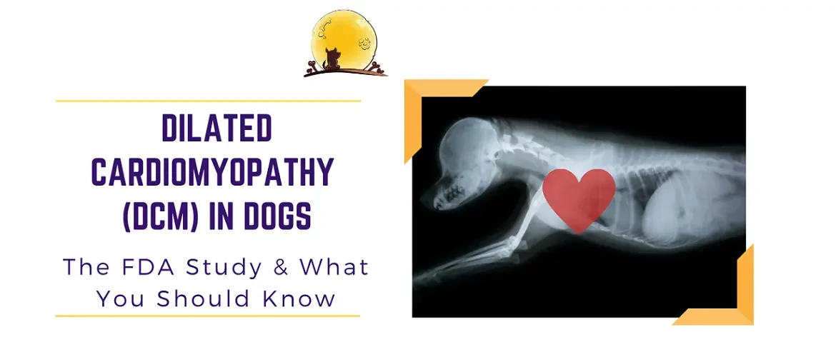 Dilated Cardiomyopathy in dogs