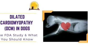 Dilated Cardiomyopathy in dogs