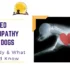 Dilated Cardiomyopathy in dogs