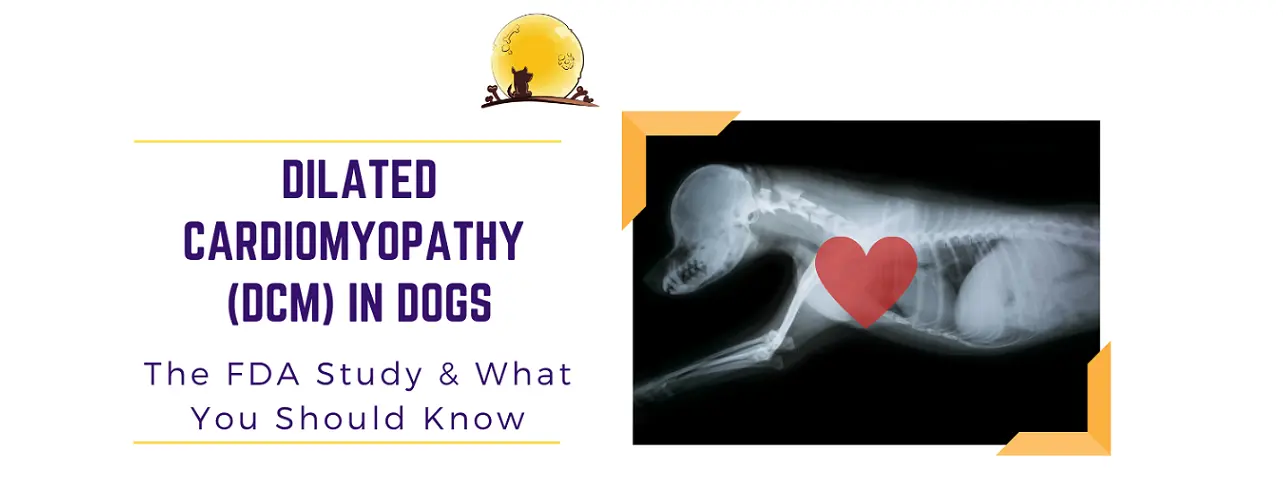 Dilated Cardiomyopathy in dogs