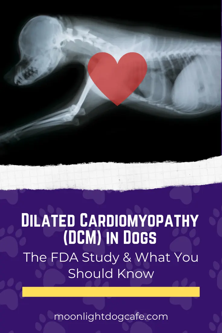 How to Protect Your Dog s Heart Understanding Dilated Cardiomyopathy and Prevention Tips