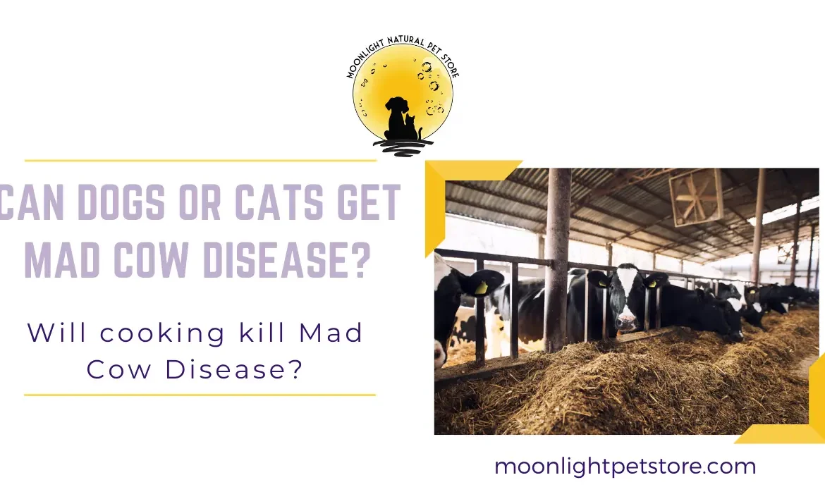 mad cow disease and impact on cats and dogs