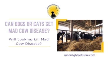 mad cow disease and impact on cats and dogs