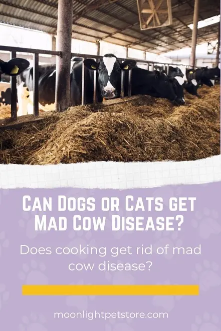 Can dogs or cats get mad cow disease