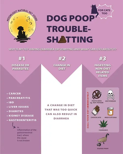 Major reasons why your dog has diarrhea or vomiting such as chocolate, rat poison etc