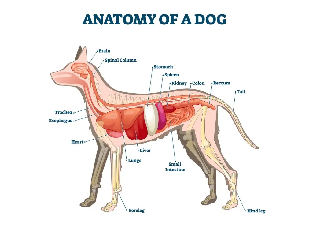 Anatomy of a dog showing it is a carnivore