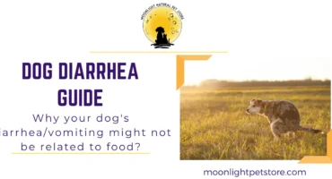 Dog diarrhea guide and what to do if your dog is having diarrhea and/or vomiting