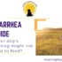 Dog diarrhea guide and what to do if your dog is having diarrhea and/or vomiting