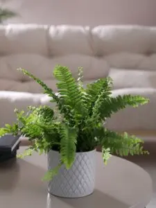 The Boston Fern on a table is a great pet-safe option for a home that has a cat or dog.