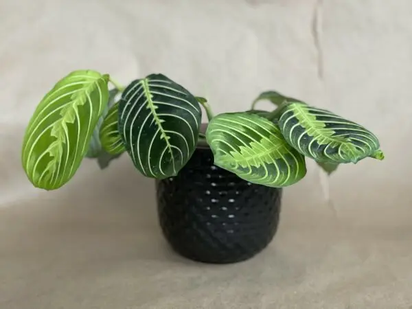 Beautiful Prayer Plant, which is also pet-safe in a black pot.