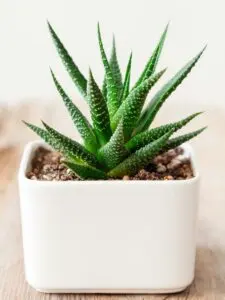 The Haworthia is a great pet-safe plant.