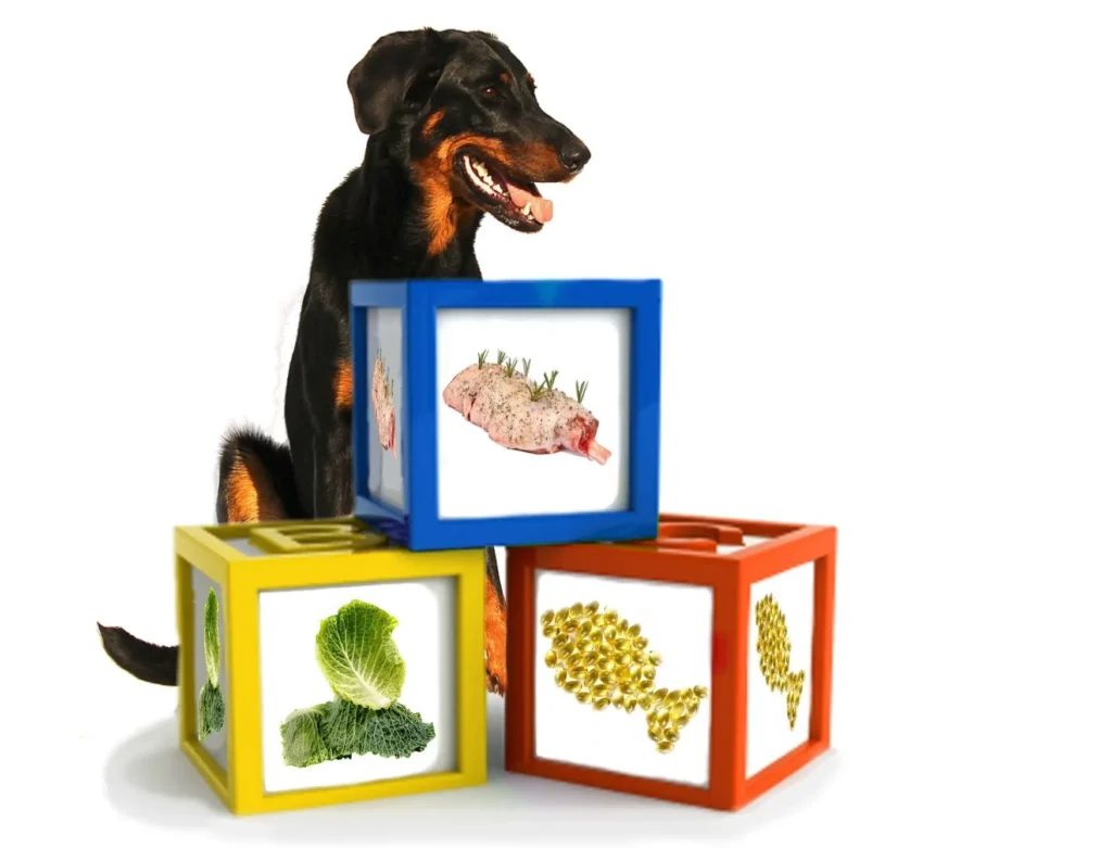 Different building blocks for a dog