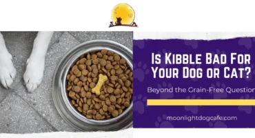 Bowl of kibble