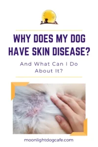 Dog with skin disease